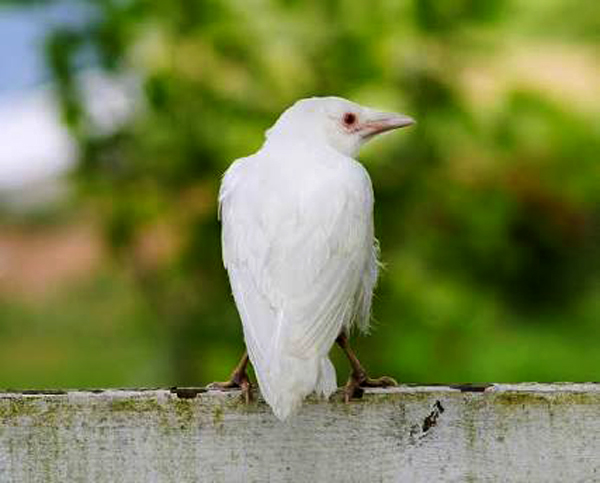 White Crow Spotting