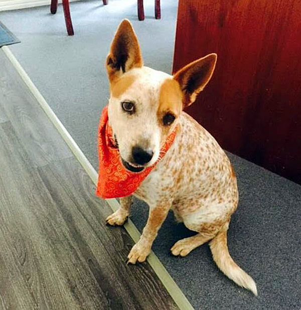 Our resident dog Fanta