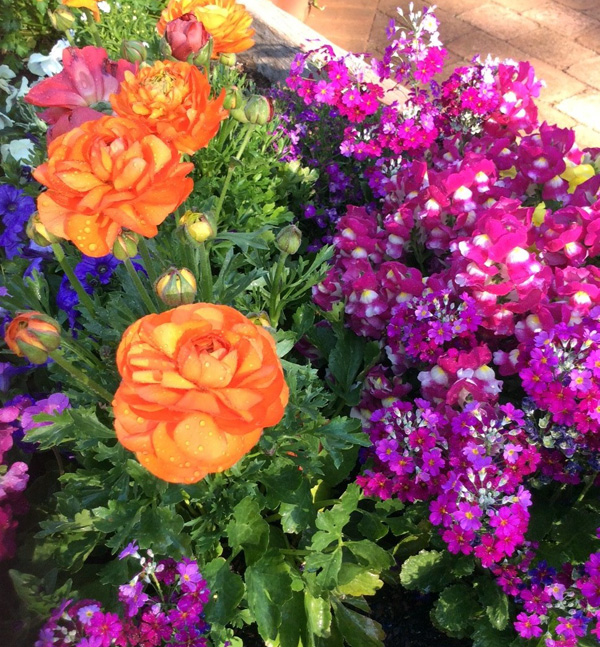 Springtime On the Mountain
