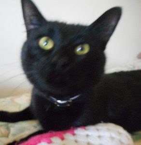 Prince Puss in residence at Roslyn