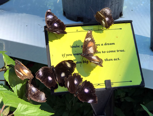 Bribie's Beautiful Butterflies