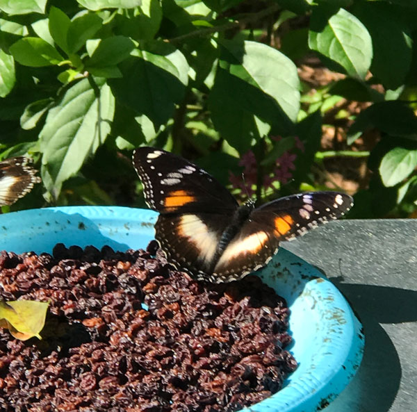 butterfly4 Beaumont Care