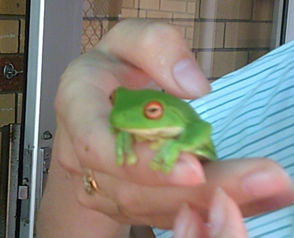 FerdinandTheFrog
