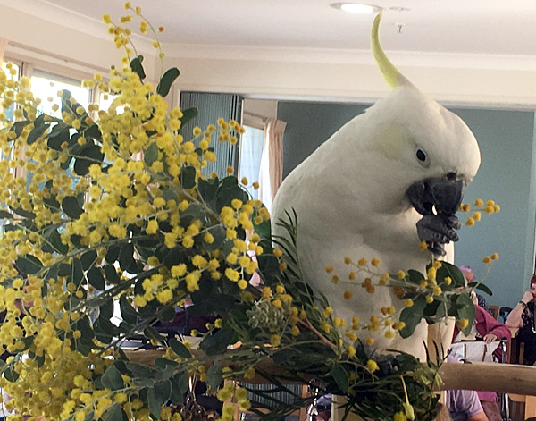 Boutique Birds Show At Peninsula