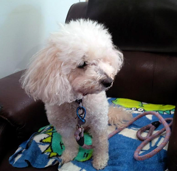 Honey the comforting poodle at Peninsula