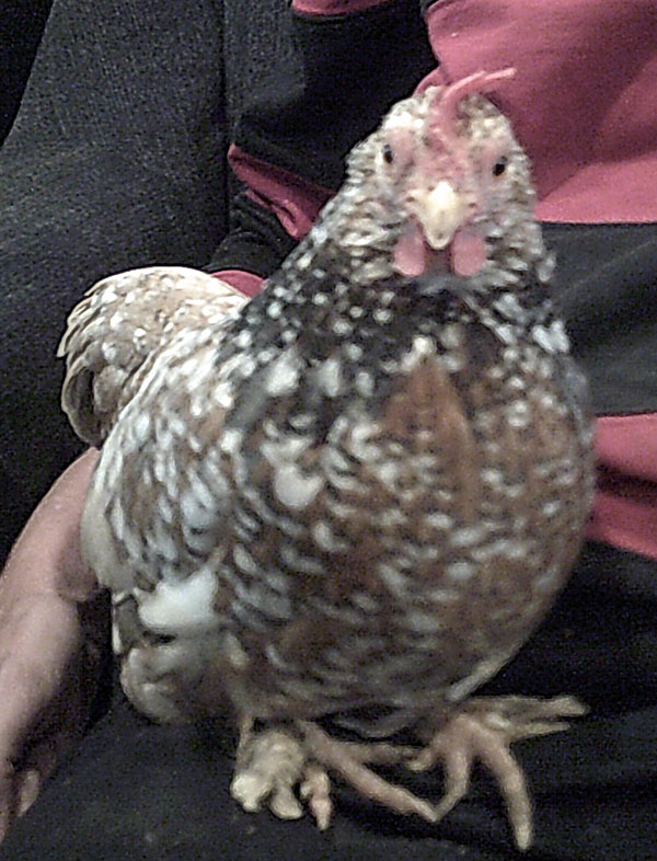 Vanilla the chicken